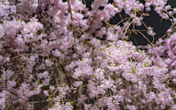 Fototapeta 愛知・名古屋城と桜
