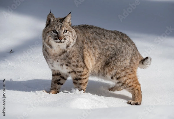 Fototapeta BOBCAT