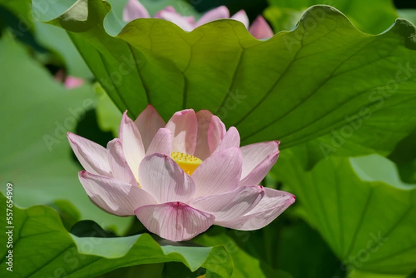 Obraz 蓮（ハス）