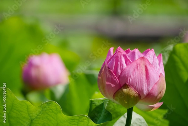 Obraz 蓮（ハス）