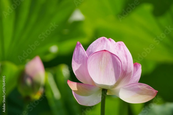 Obraz 蓮（ハス）