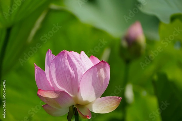 Obraz 蓮（ハス）