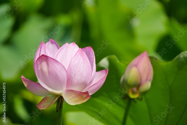 Obraz 蓮（ハス）