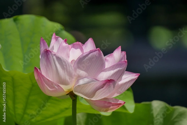 Obraz 蓮（ハス）