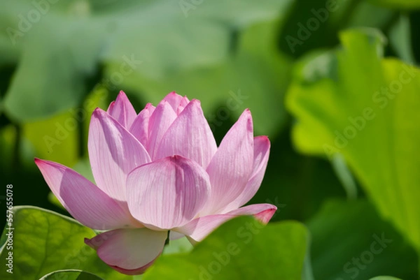 Obraz 蓮（ハス）