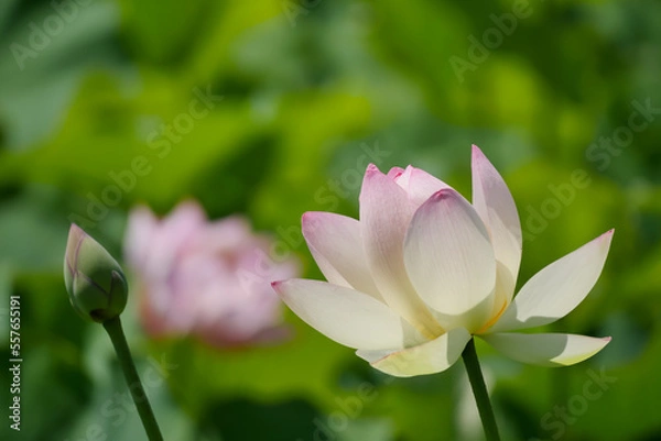 Obraz 蓮（ハス）