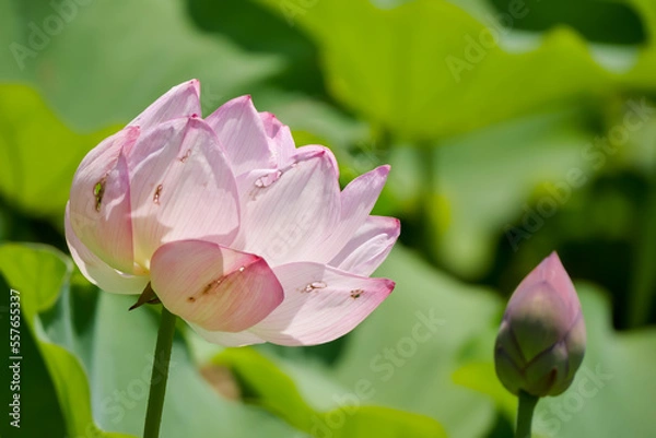 Obraz 蓮（ハス）