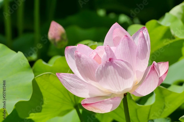 Obraz 蓮（ハス）