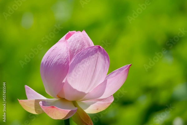 Obraz 蓮（ハス）