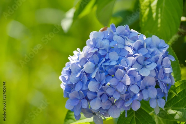 Obraz アジサイ（紫陽花）