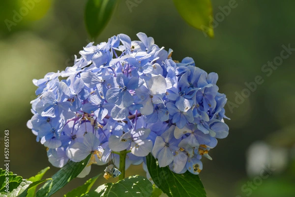 Obraz アジサイ（紫陽花）