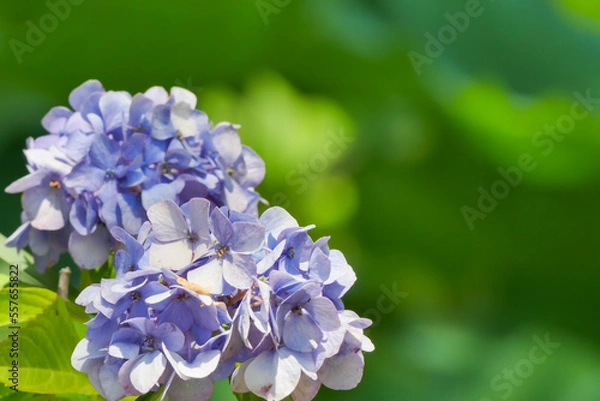 Obraz アジサイ（紫陽花）