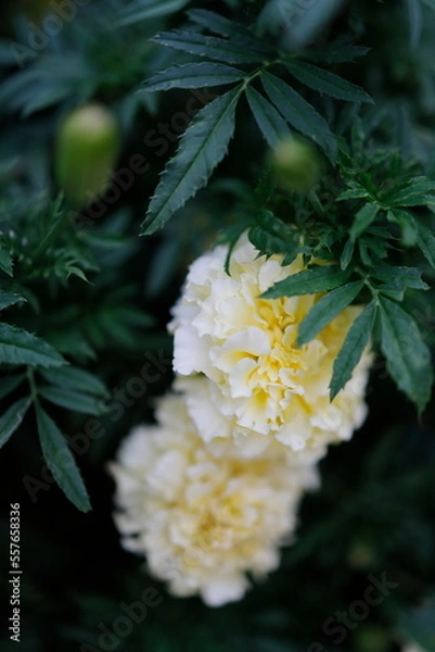 Fototapeta マリーゴールド