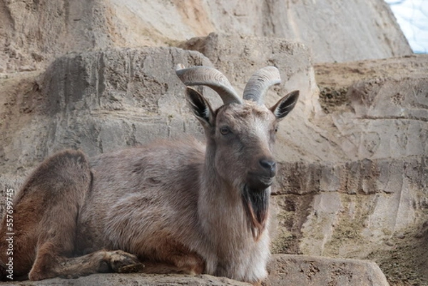 Fototapeta マーコール
