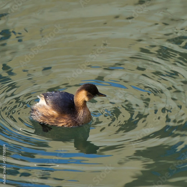 Obraz great crested grebe