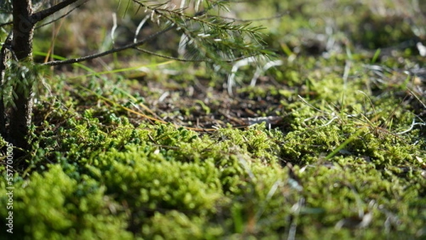 Obraz Mech i gałąź