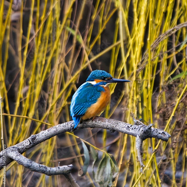 Obraz kingfisher on the branch