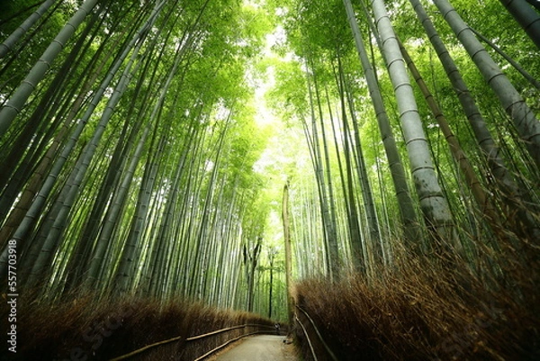 Obraz 竹林の小径