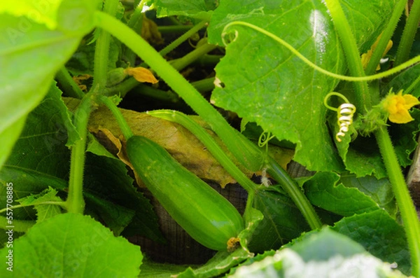 Fototapeta A small cucumber among the leaves on the bed.