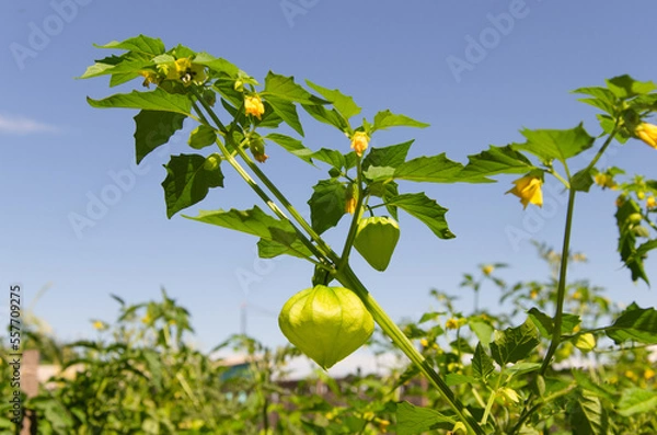 Fototapeta Green physalis on a branch with flowers.