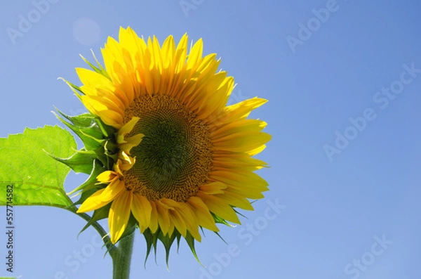 Fototapeta A blossoming sunflower flower in a field against a blue sky.