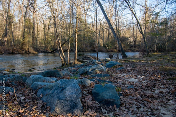 Fototapeta river in the forest