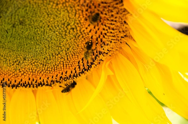 Fototapeta A large yellow sunflower with bees that collect pollen.