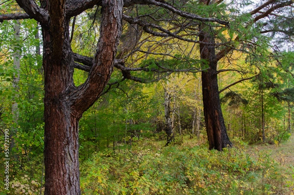 Fototapeta Mixed autumn forest. Trunks of larches, young birches.