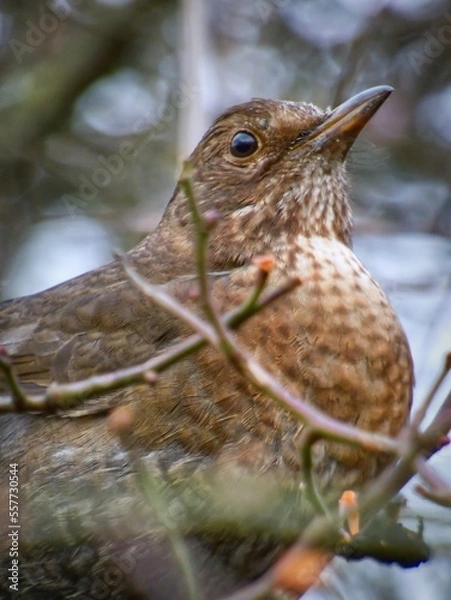 Obraz bird on a branch