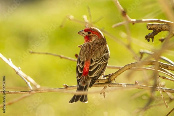 Fototapeta Backside of house finch with red feather strip in middle of his back