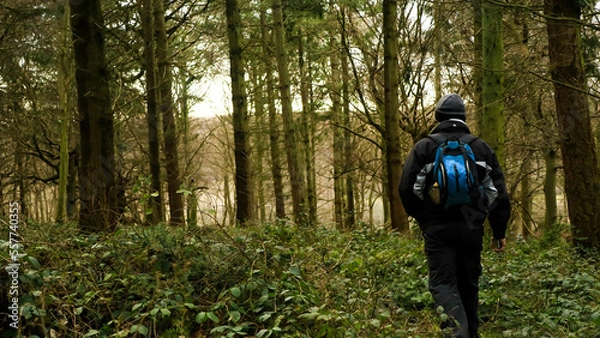 Obraz Walk in the woods