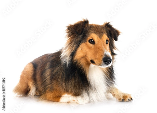 Fototapeta rough collie in studio