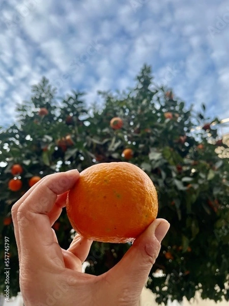 Obraz Naranja frente al árbol del naranjo