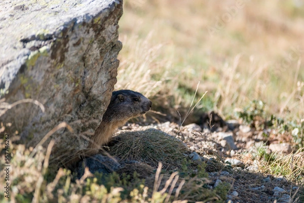 Obraz Marmotta