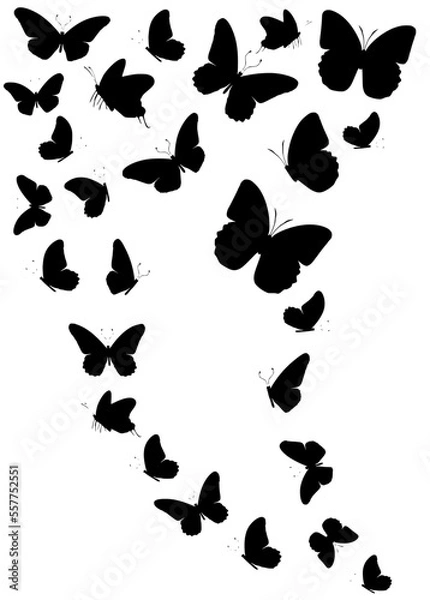 Obraz Flock of silhouette black butterflies on white background. Vector