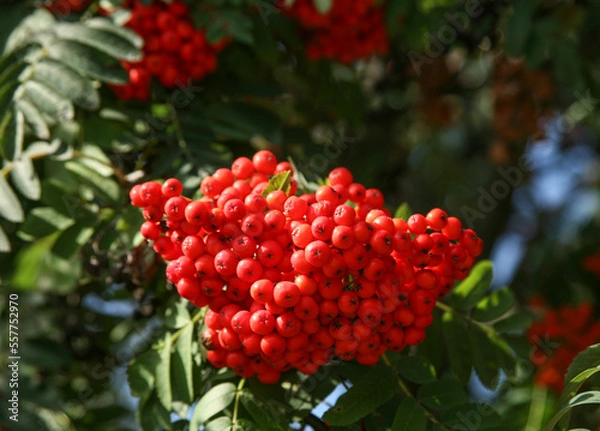Obraz Red ripe rowan