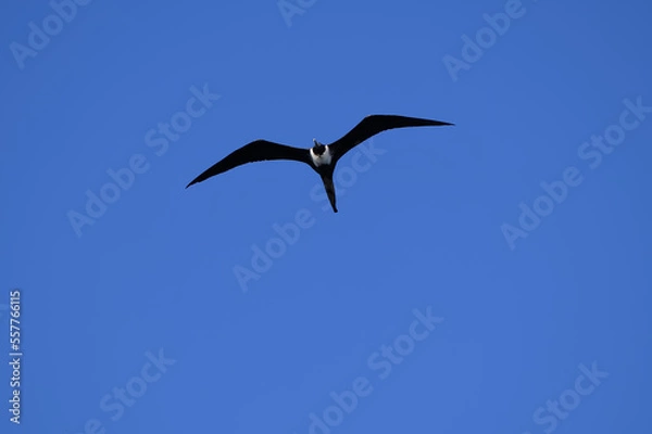 Obraz bird in flight