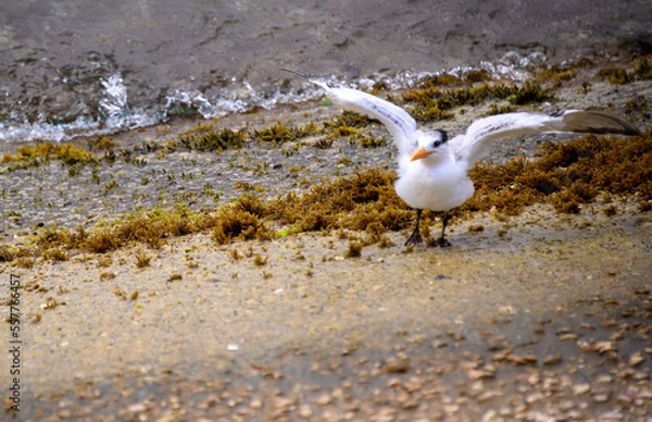 Obraz seagull on the beach