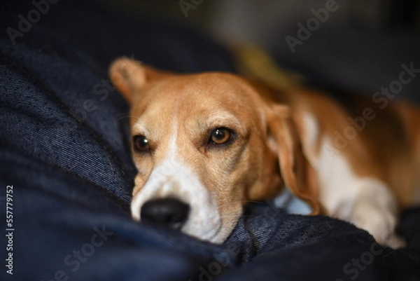 Fototapeta The beagle is sleepy.