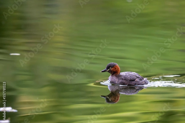 Fototapeta Little grebe is swimming in the lake.