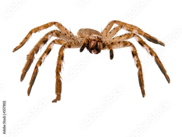 Obraz huntsman spider
