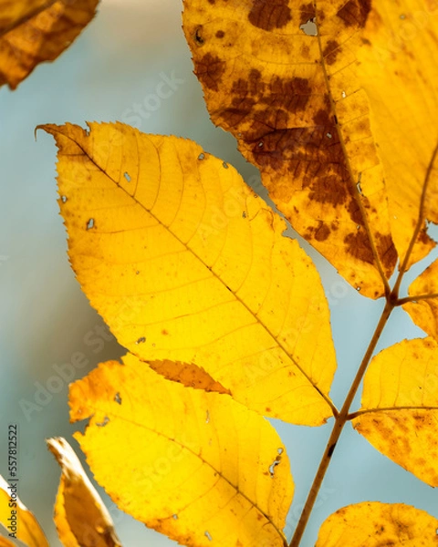 Fototapeta Yellow golden hickory leaves in late autumn fall backlit by the sun and selective focus with bokeh background