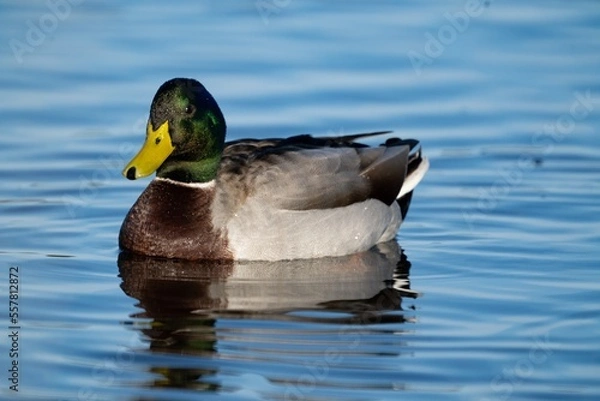 Obraz duck on water