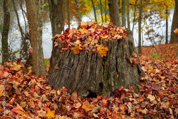 Fototapeta Stump from a fallen tree full of fall autumn leaves. Changing of the seasons.  