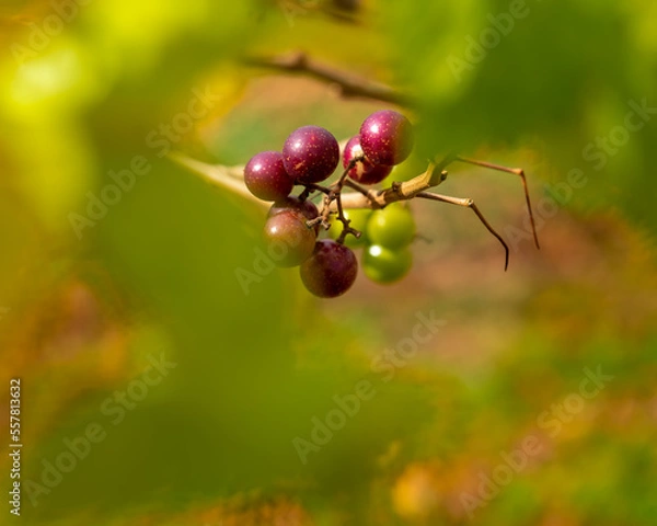 Fototapeta muscat grapes on the vine with a smooth green bokeh background.  mature and immature purple and green grapes.  Harvest at the vineyard.