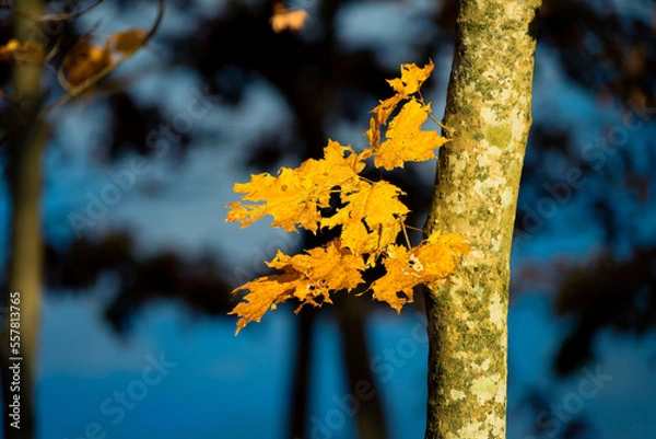 Fototapeta yellow sugar maple leaves hanging on at the end of autumn, fall, with blue background and sunlight shining on the tree trunk and golden leaf