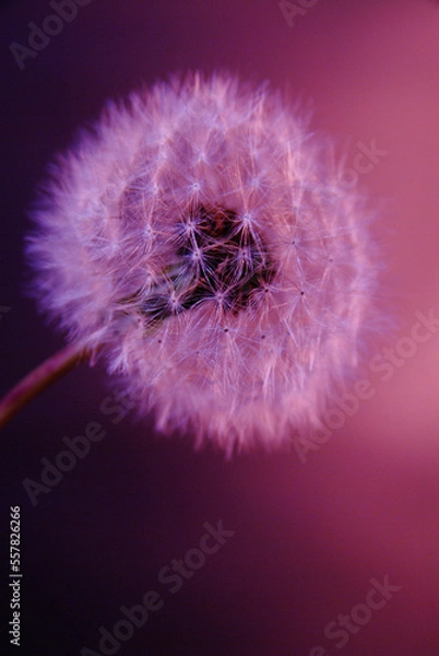 Fototapeta タンポポの綿毛