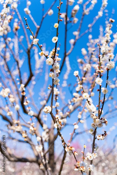 Obraz 快晴の日に撮影した満開の白梅の木