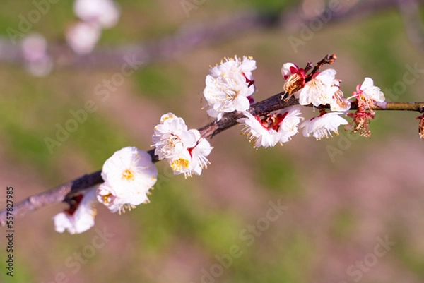 Obraz 白梅の花の近影
