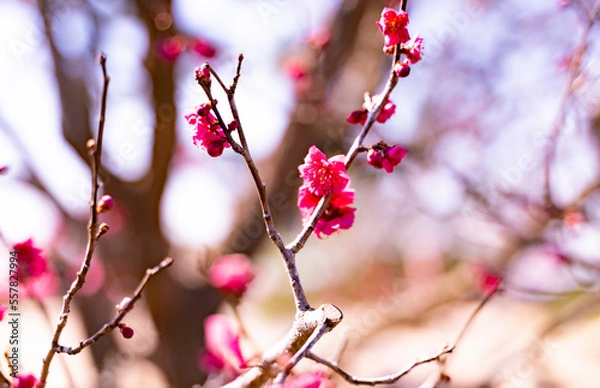 Obraz 紅梅の花の近影